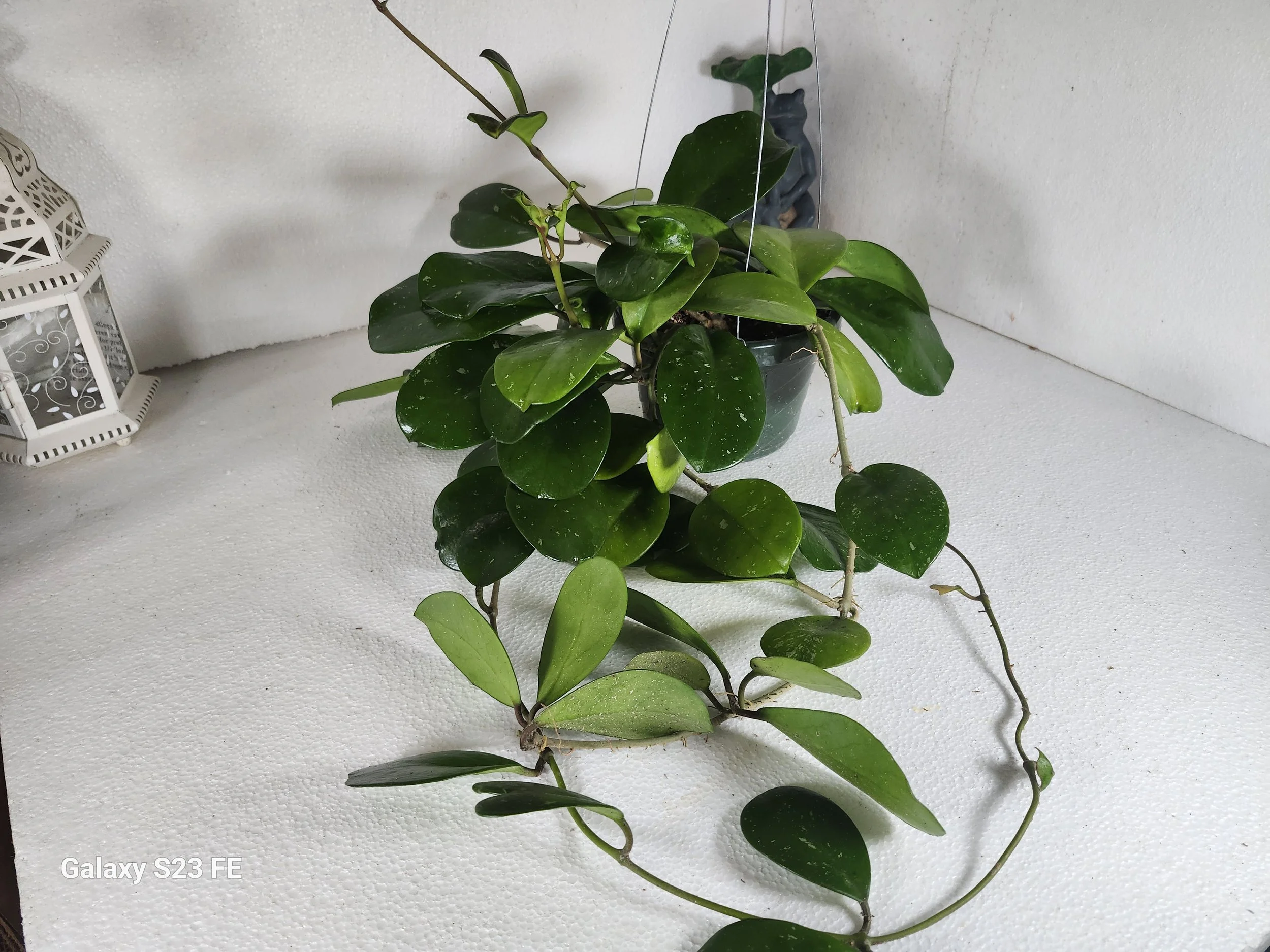 Hoya motoskei — My Gardening House